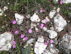 Cephalophyllum rostellum