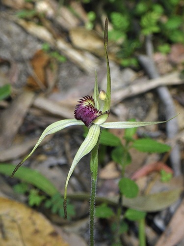 Genoa Spider-orchid (Caladenia ancylosa)