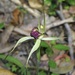 Caladenia ancylosa - Photo (c) johneichler, some rights reserved (CC BY-NC), uploaded by johneichler