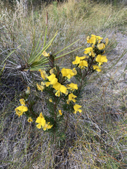 Gompholobium grandiflorum