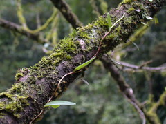 Bulbophyllum curranii
