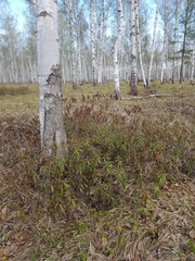 Rhododendron hypoleucum