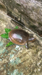 Lissemys scutata