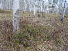 Rhododendron hypoleucum