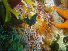 Tambja capensis