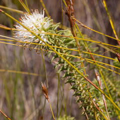 Campylostachys cernua