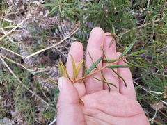 Rhododendron tomentosum