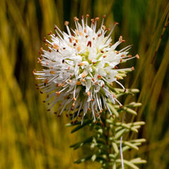 Campylostachys cernua