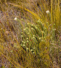 Campylostachys cernua