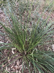 Dianella brevicaulis