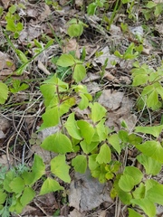 Anemonoides udensis