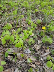 Anemonoides udensis