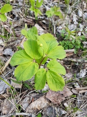 Anemonoides udensis