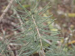 Asparagus crassicladus