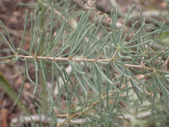 Asparagus crassicladus