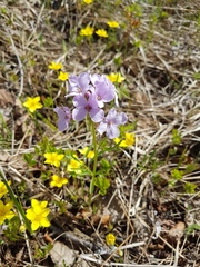 Cardamine trifida