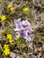 Cardamine trifida