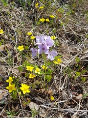 Cardamine trifida