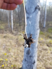 Cardamine trifida