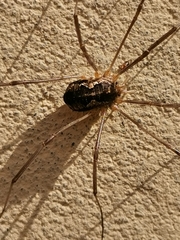 Phalangium opilio