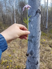 Cardamine trifida