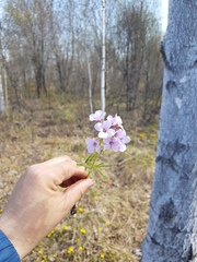 Cardamine trifida