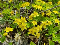 Waldsteinia ternata
