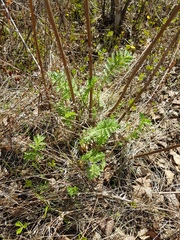 Tanacetum vulgare
