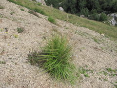 Festuca caucasica
