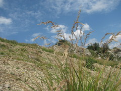Festuca caucasica