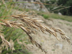 Festuca caucasica