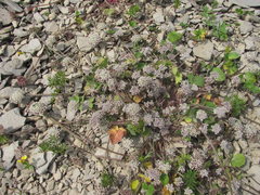 Symphyoloma graveolens