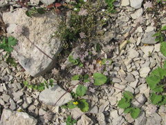 Symphyoloma graveolens