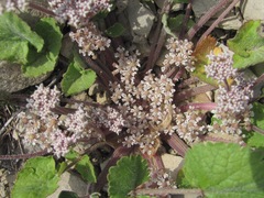 Symphyoloma graveolens