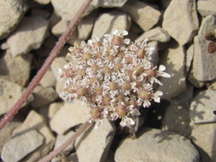 Symphyoloma graveolens