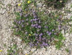 Ziziphora puschkinii