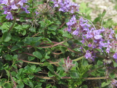 Ziziphora puschkinii