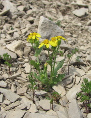 Senecio leucanthemifolius caucasicus