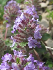 Ziziphora puschkinii