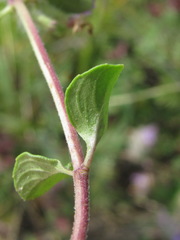 Ziziphora puschkinii