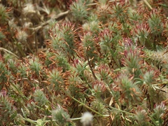 Trifolium pamphylicum