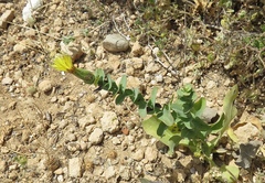 Klasea cerinthifolia