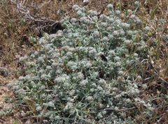 Teucrium micropodioides