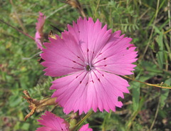 Dianthus caucaseus