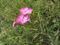 Dianthus caucaseus