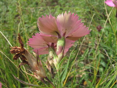 Dianthus caucaseus