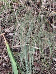 Poa sieberiana