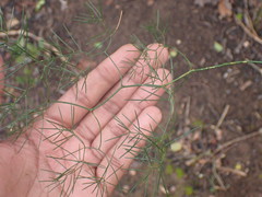 Asparagus subulatus