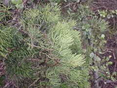 Asparagus crassicladus