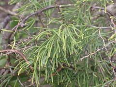 Asparagus crassicladus